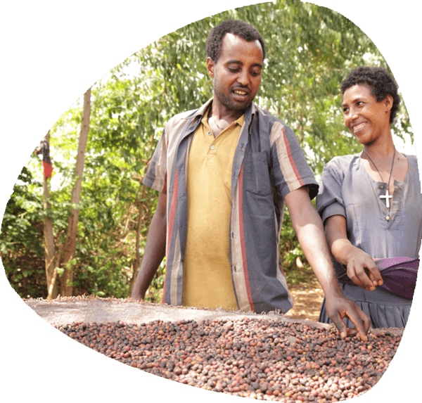 Two people beside a raised coffee drying bed
